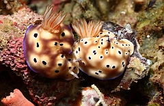 Raja Ampat 2016 - Risbecia tryoni - Tryon s risbecia  - Nudibranche - Risbecia de Tryon -  IMG_5206_rc